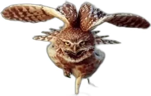 Совиное настроение