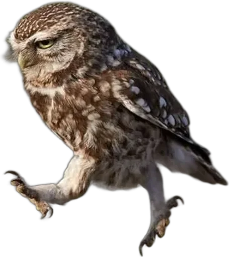 Совиное настроение