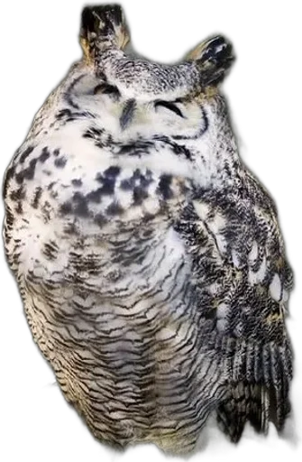 Совиное настроение