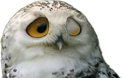 Совиное настроение