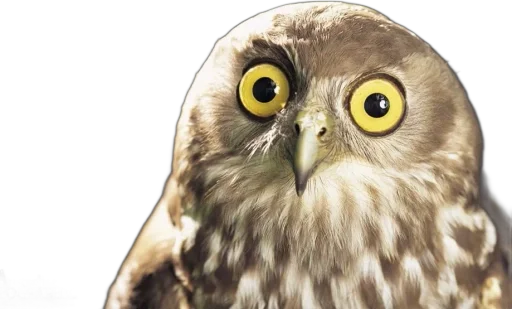 Совиное настроение