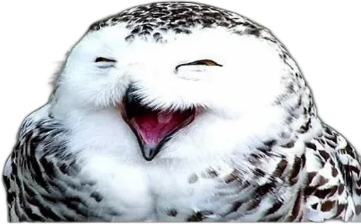 Совиное настроение