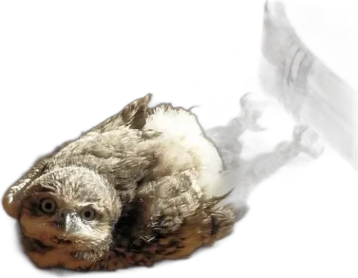 Совиное настроение