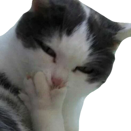 Котики