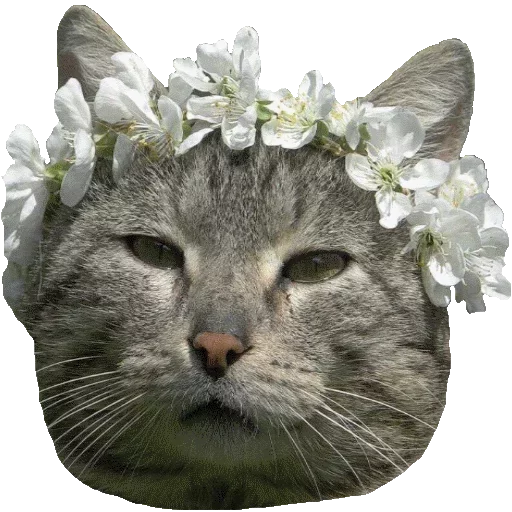 Котики