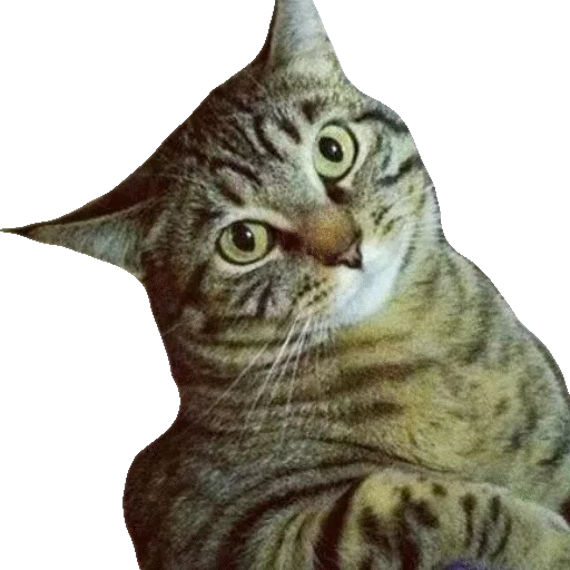Котики