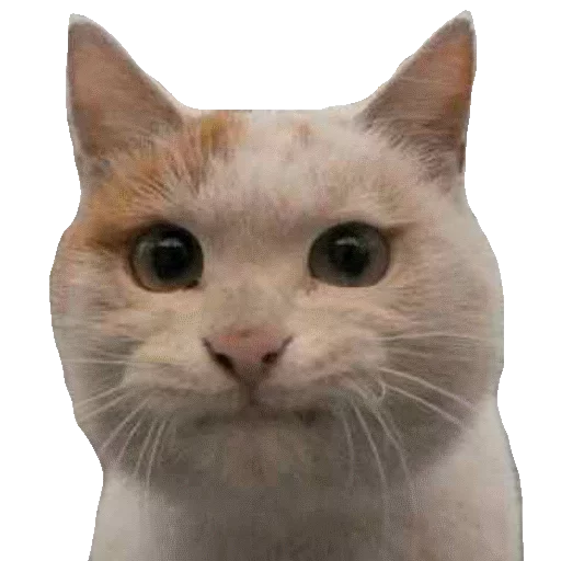 Котики