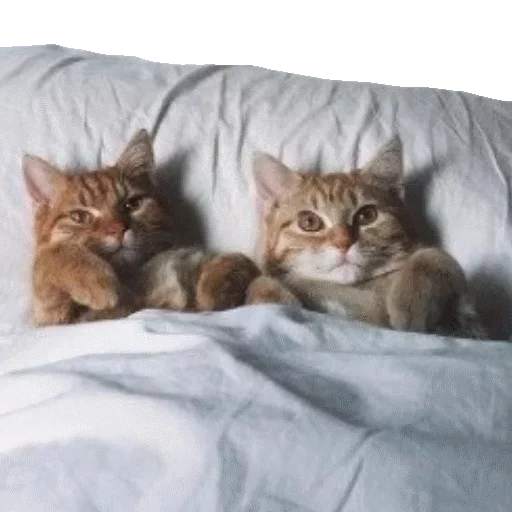 Котики