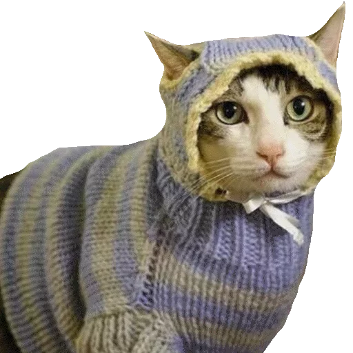 Котики