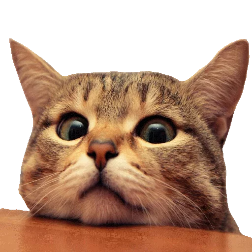 Котики