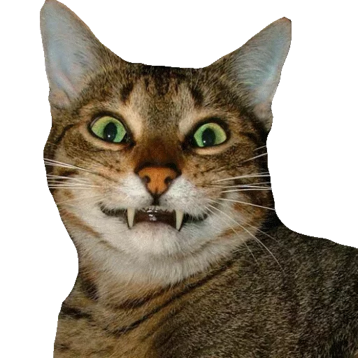 Котики